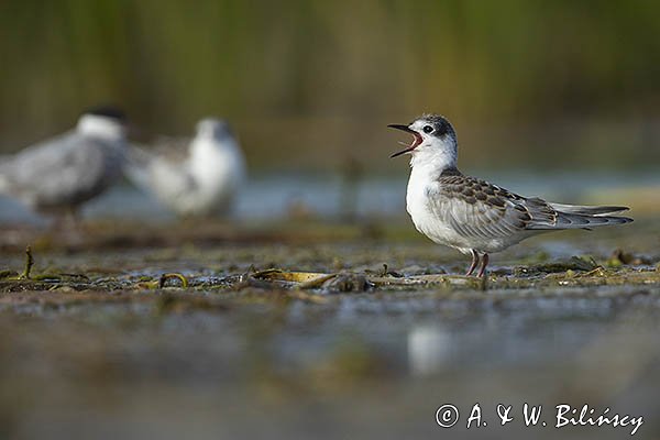 Rybitwa białowąsa, Chlidonias hybrida, juvenille