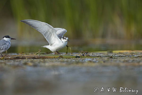 Rybitwa białowąsa, Chlidonias hybrida, juvenille