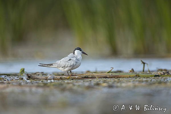 Rybitwa białowąsa, Chlidonias hybrida, juvenille