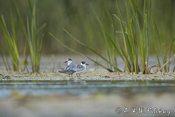 Rybitwa białowąsa, Chlidonias hybrida, juvenille