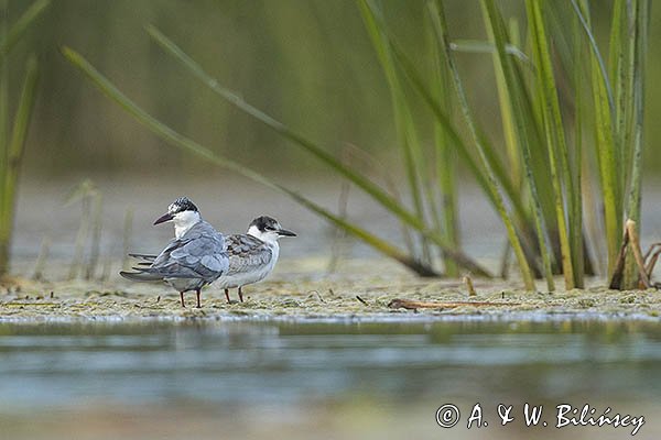 Rybitwa białowąsa, Chlidonias hybrida, juvenille