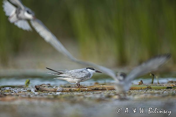 Rybitwa białowąsa, Chlidonias hybrida, juvenille