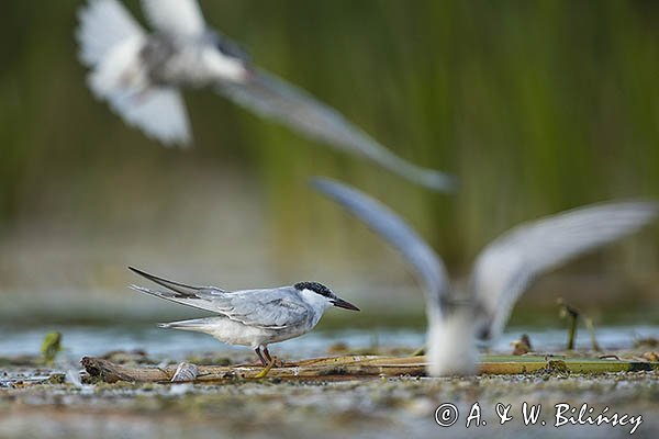 Rybitwa białowąsa, Chlidonias hybrida, juvenille