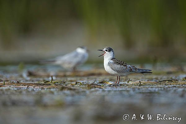 Rybitwa białowąsa, Chlidonias hybrida, juvenille