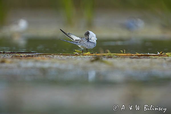 Rybitwa białowąsa, Chlidonias hybrida, juvenille