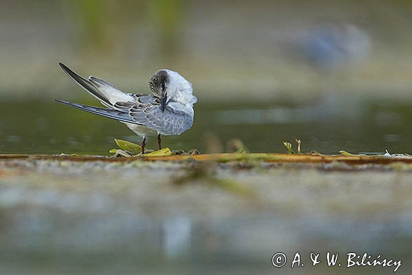 Rybitwa białowąsa, Chlidonias hybrida, juvenille