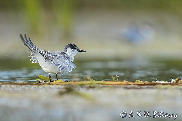 Rybitwa białowąsa, Chlidonias hybrida, juvenille