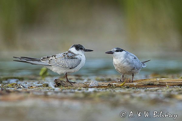 Rybitwa białowąsa, Chlidonias hybrida, juvenille