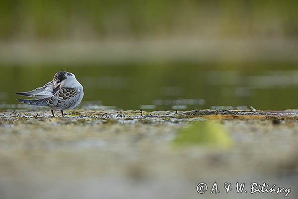 Rybitwa białowąsa, Chlidonias hybrida, juvenille