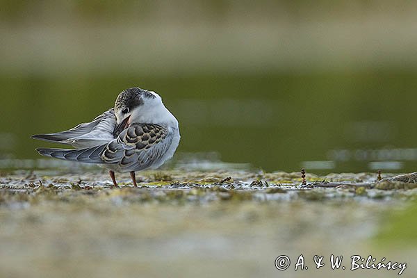 Rybitwa białowąsa, Chlidonias hybrida, juvenille