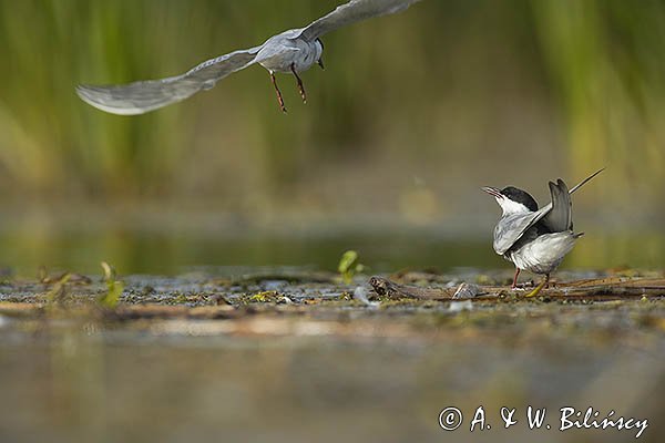 Rybitwa białowąsa, Chlidonias hybrida, juvenille