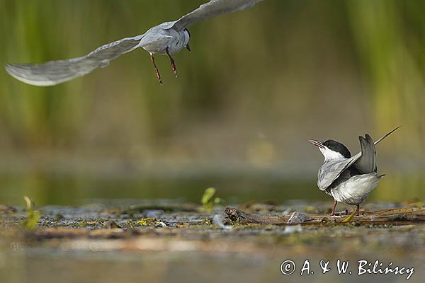 Rybitwa białowąsa, Chlidonias hybrida, juvenille