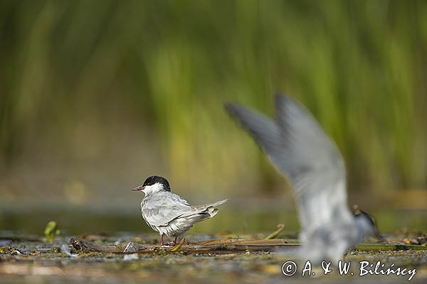 Rybitwa białowąsa, Chlidonias hybrida, juvenille