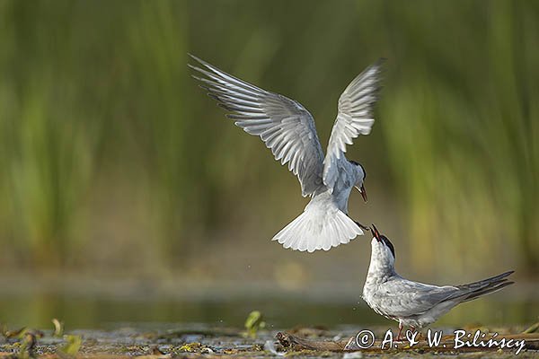 Rybitwa białowąsa, Chlidonias hybrida, juvenille