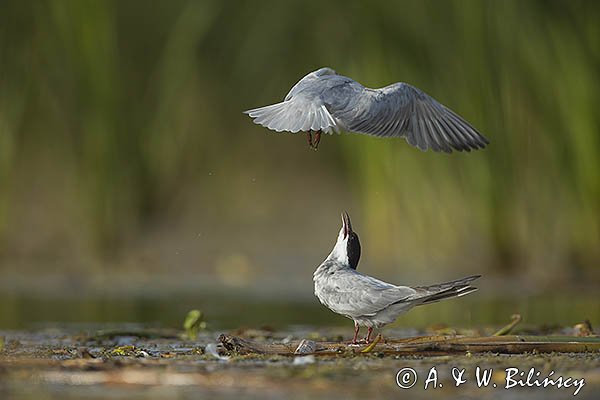 Rybitwa białowąsa, Chlidonias hybrida, juvenille