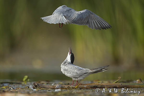 Rybitwa białowąsa, Chlidonias hybrida, juvenille