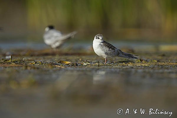 Rybitwa białowąsa, Chlidonias hybrida, juvenille