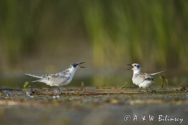 Rybitwa białowąsa, Chlidonias hybrida, juvenille