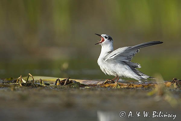 Rybitwa białowąsa, Chlidonias hybrida, juvenille