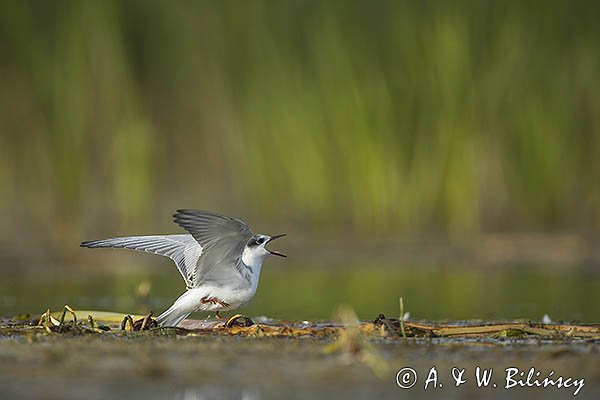 Rybitwa białowąsa, Chlidonias hybrida, juvenille