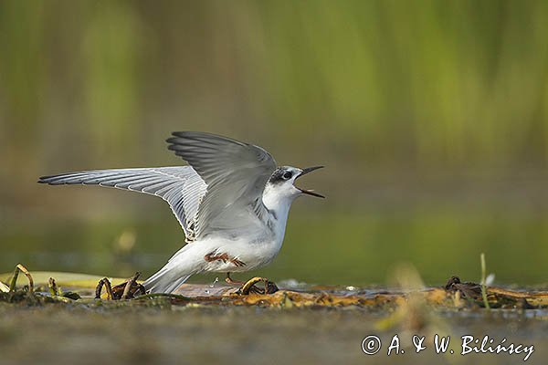 Rybitwa białowąsa, Chlidonias hybrida, juvenille