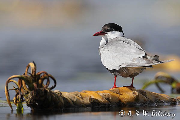 Rybitwa białowąsa, Chlidonias hybrida