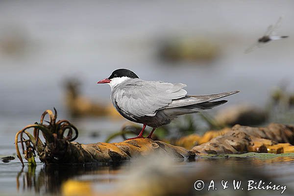 Rybitwa białowąsa, Chlidonias hybrida i ważka