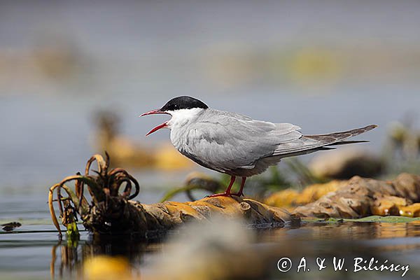 Rybitwa białowąsa, Chlidonias hybrida