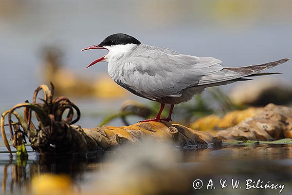 Rybitwa białowąsa, Chlidonias hybrida