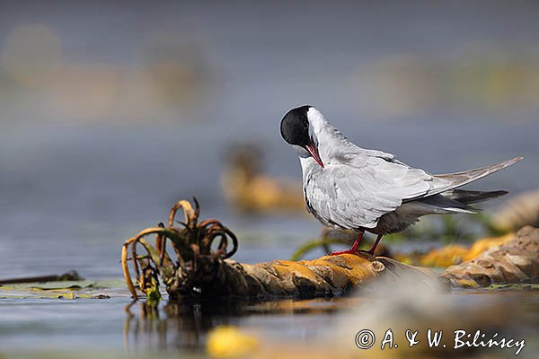 Rybitwa białowąsa, Chlidonias hybrida