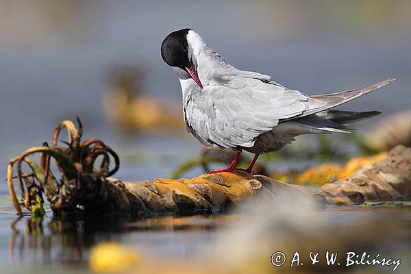 Rybitwa białowąsa, Chlidonias hybrida