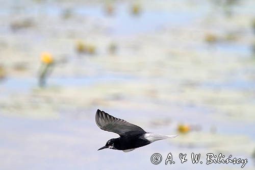 Rybitwa czarna, rybitwa żałobna, Chlidonias niger, na jeziorze Drużno