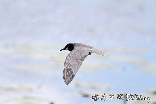 Rybitwa czarna, rybitwa żałobna, Chlidonias niger, na jeziorze Drużno