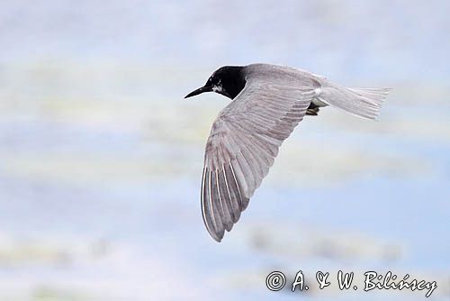 Rybitwa czarna, rybitwa żałobna, Chlidonias niger, na jeziorze Drużno