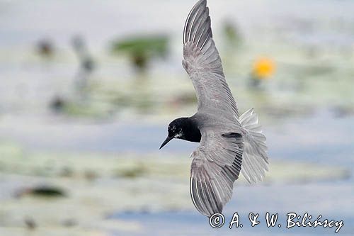 Rybitwa czarna, rybitwa żałobna, Chlidonias niger, na jeziorze Drużno