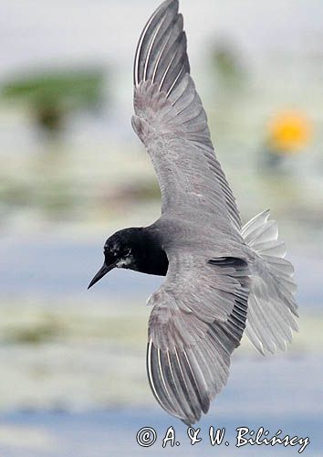 Rybitwa czarna, rybitwa żałobna, Chlidonias niger, na jeziorze Drużno