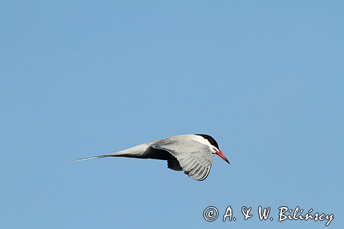 Rybitwa rzeczna, rybitwa zwyczajna, Sterna hirundo