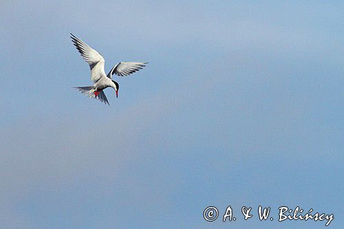 Rybitwa rzeczna Sterna hirundo, fot. A.& W. BIlińscy, Bank zdjęć