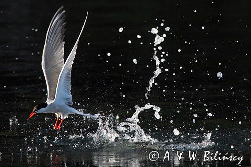 Rybitwa rzeczna, rybitwa zwyczajna, Sterna hirundo