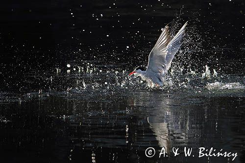 Rybitwa rzeczna, rybitwa zwyczajna, Sterna hirundo