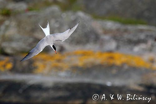 Rybitwa rzeczna Sterna hirundo Common stern fot. A. & W. Bilińscy Bank zdjęć