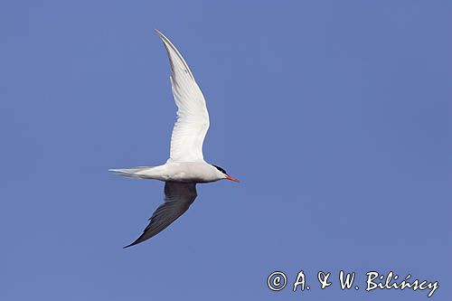 Rybitwa rzeczna, rybitwa zwyczajna, Sterna hirundo