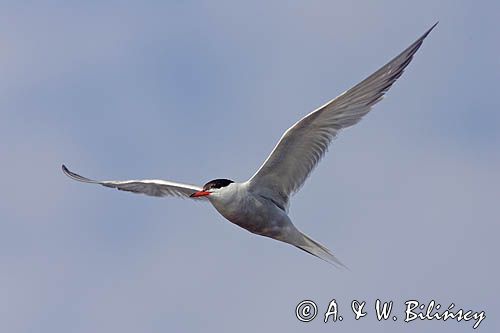 Rybitwa rzeczna, rybitwa zwyczajna, Sterna hirundo