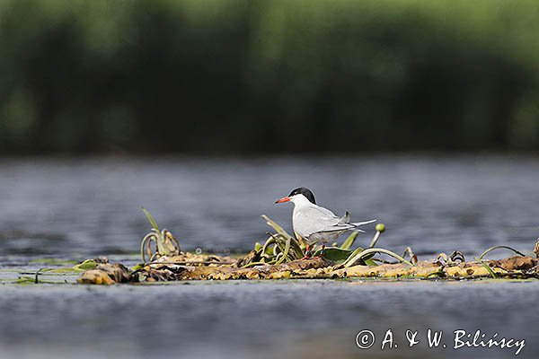 Rybitwa rzeczna, rybitwa zwyczajna, Sterna hirundo