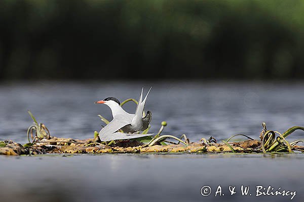 Rybitwa rzeczna, rybitwa zwyczajna, Sterna hirundo