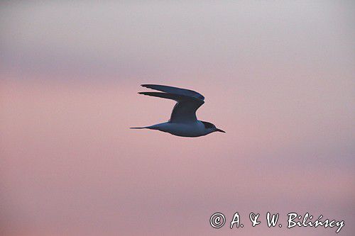 Rybitwa rzeczna, rybitwa zwyczajna, Sterna hirundo