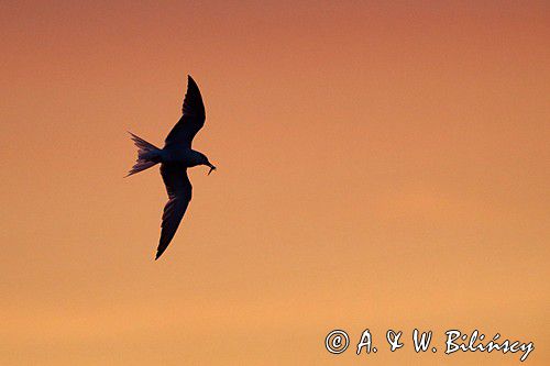 Rybitwa rzeczna, rybitwa zwyczajna, Sterna hirundo