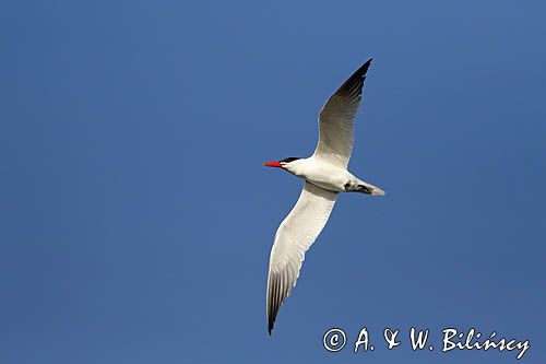 Rybitwa wielkodzioba, Hydroprogne caspia