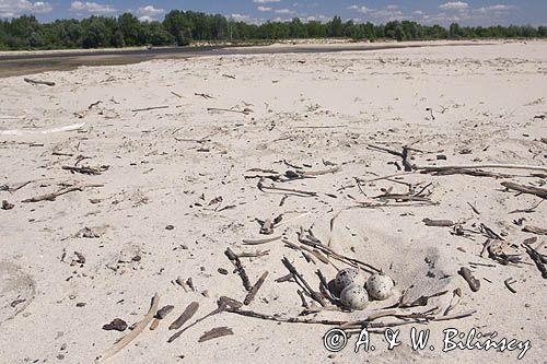 gniazdo i jaja rybitwy zwyczajnej, Sterna hirundo, łacha wiślana, Środkowa Wisła