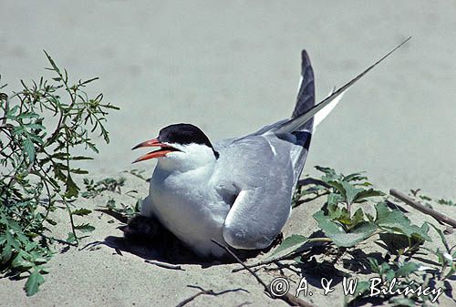 rybitwa zwyczajna sterna hirundo